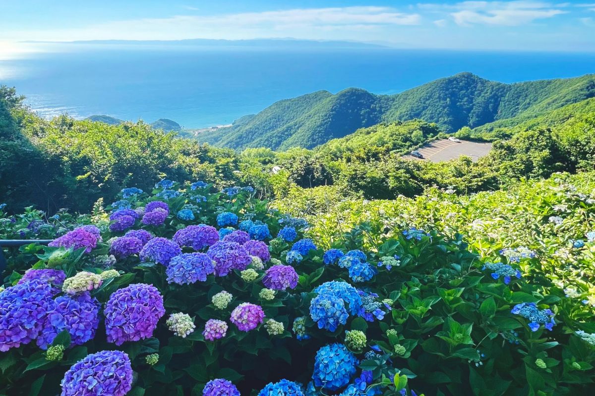 新潟県のひまわり畑おすすめ4選！夏に楽しめるひまわりの名所