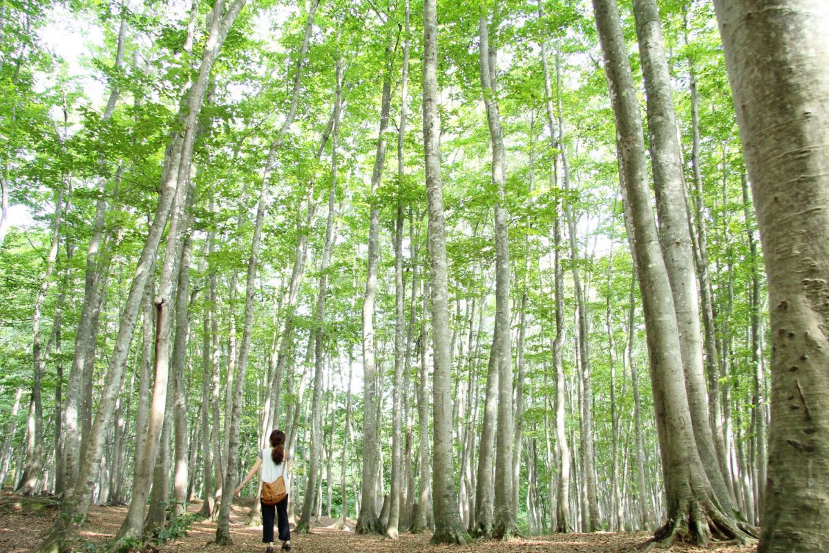 春爛漫！新潟県のチューリップ畑2024 絶景スポットを厳選してご紹介！