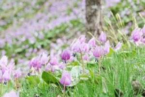 カタクリの開花状況