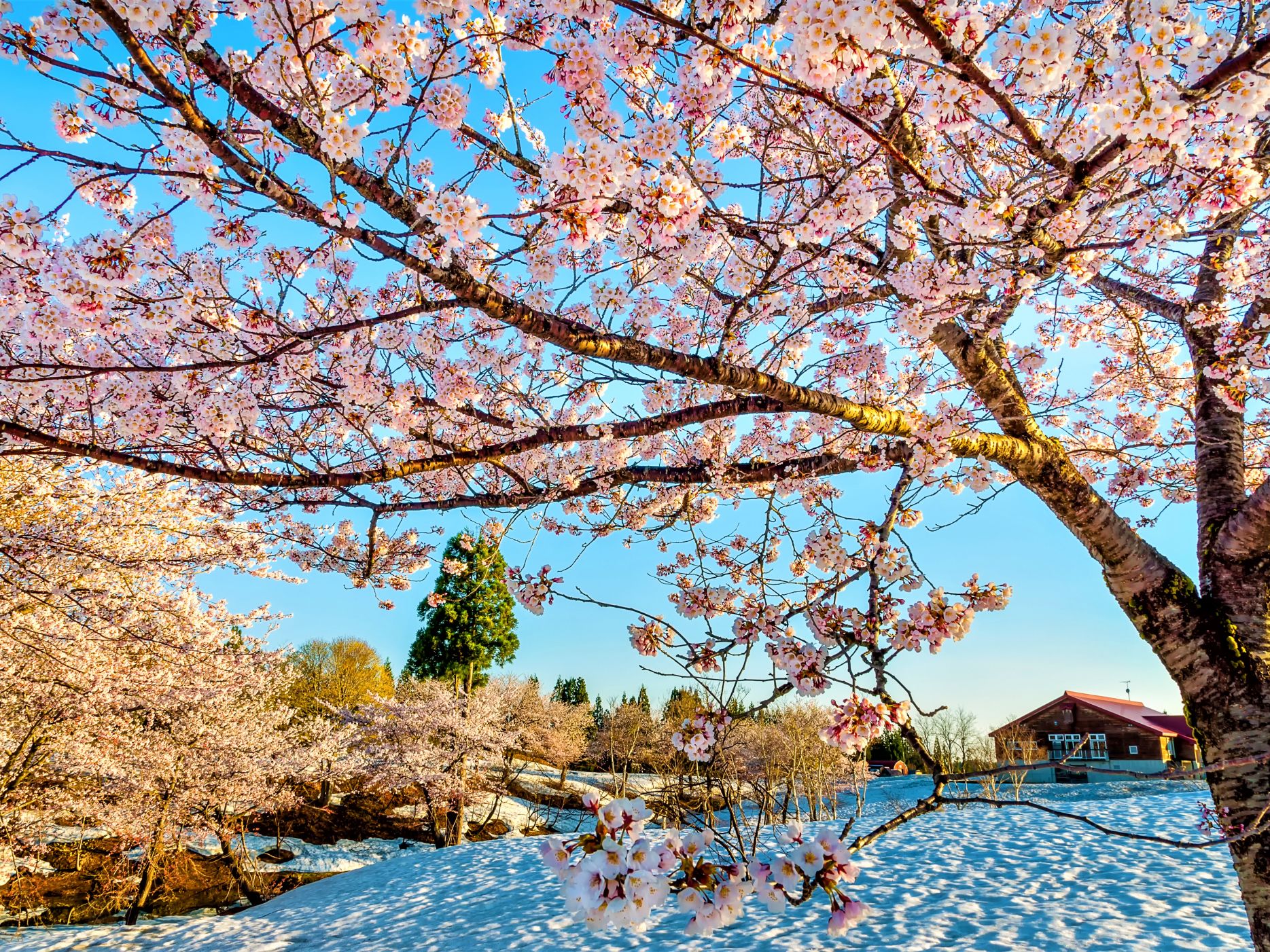 福山峠の雪上桜