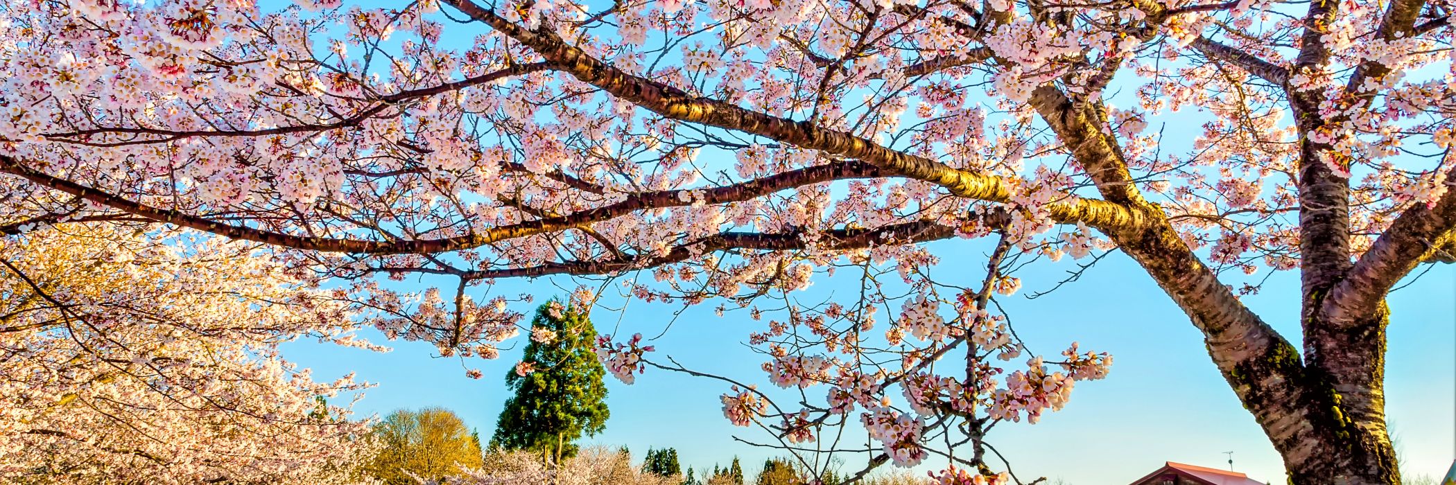 福山峠の雪上桜