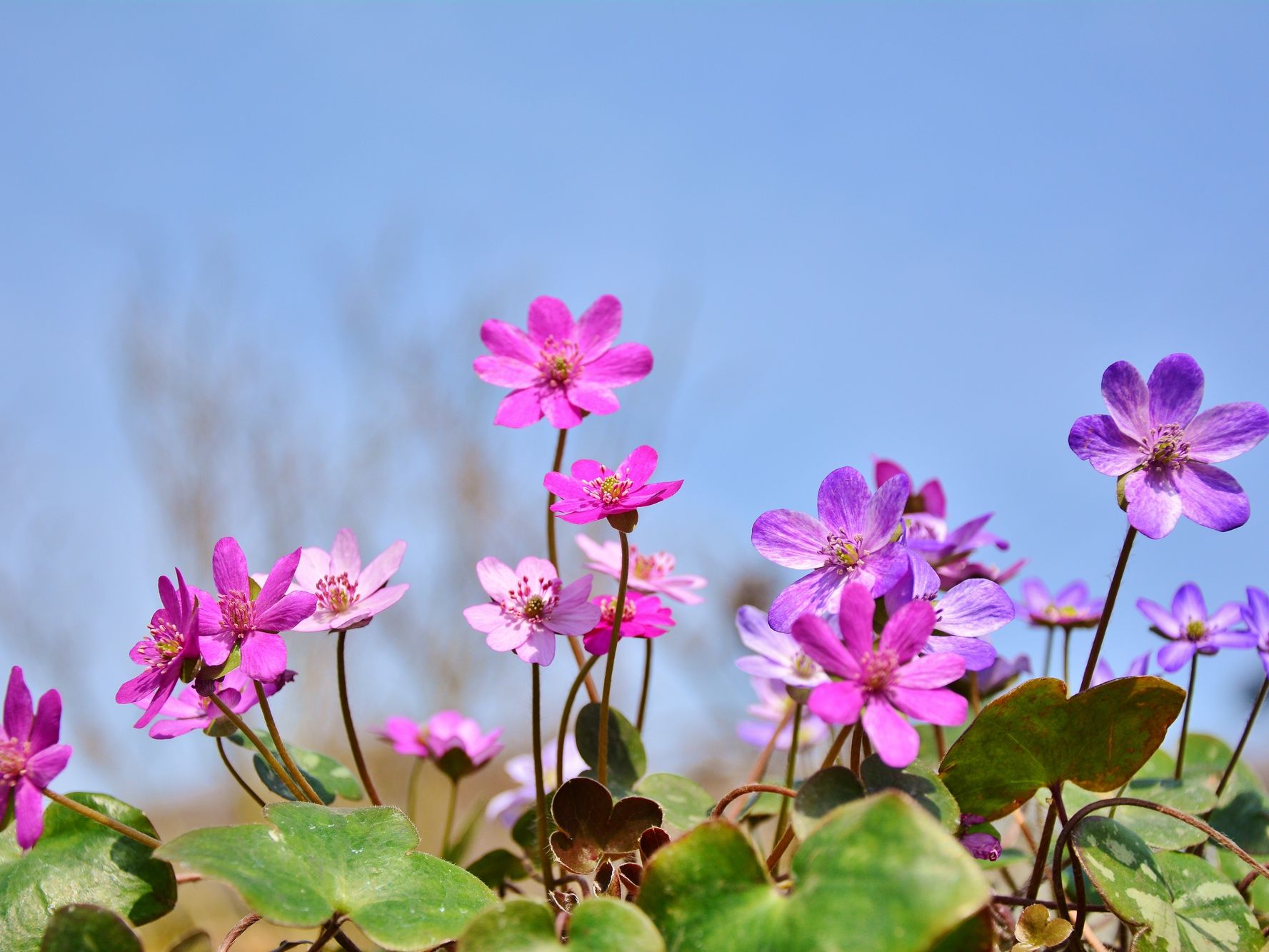 雪割草の開花情報