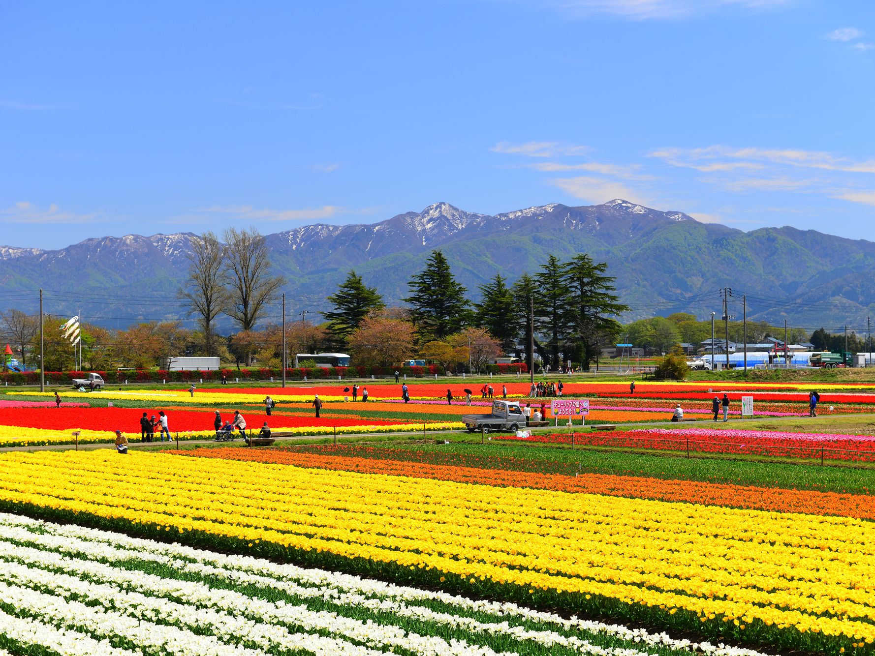 巣本のチューリップ／五泉市