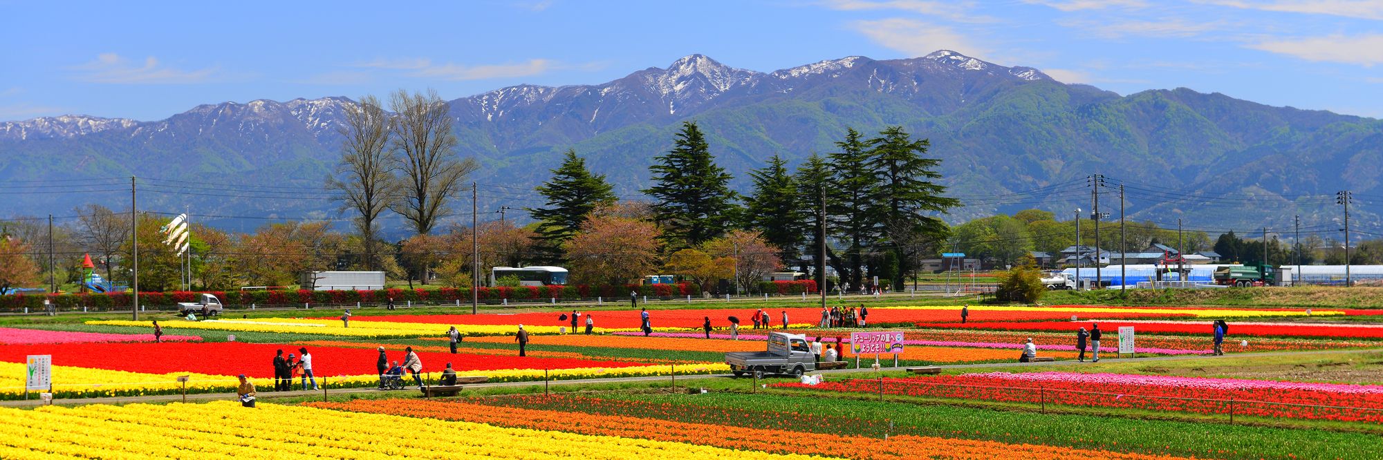 巣本のチューリップ／五泉市