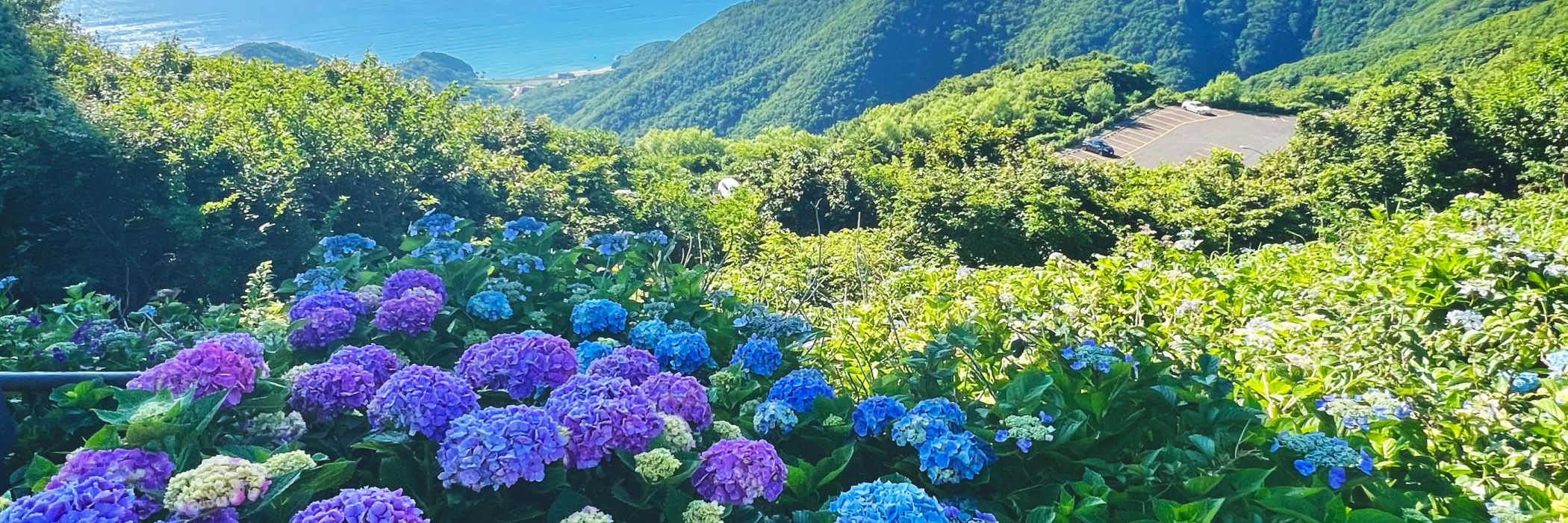 梅雨に訪れたい！新潟のあじさい名所10選
