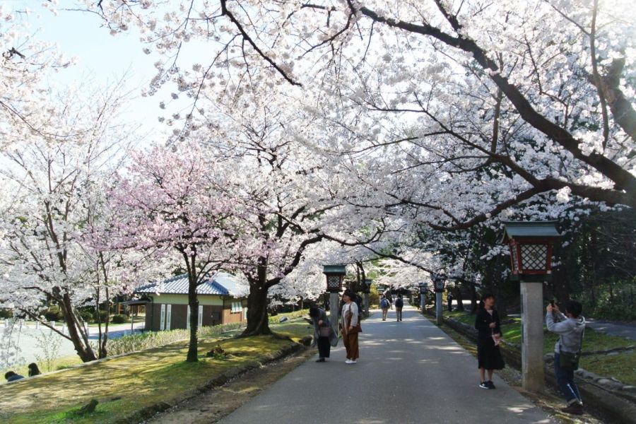 4/15現在見ごろ！早咲き、遅咲きの桜で長く楽しめる！「弥彦公園」＆「彌彦神社桜苑」／弥彦村