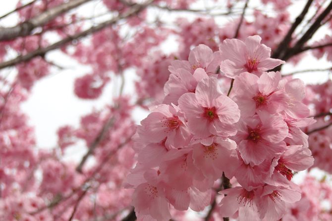 村松公園桜まつり 新潟のイベント 公式 新潟県のおすすめ観光 旅行情報 にいがた観光ナビ