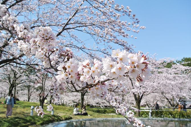 4/12現在見ごろ！白山の空中庭園、やすらぎ堤／新潟市