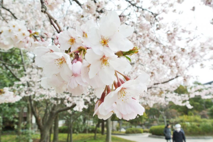 4/12現在見ごろ！湖畔の桜！！鳥屋野潟公園＆新潟県立スポーツ公園／新潟市