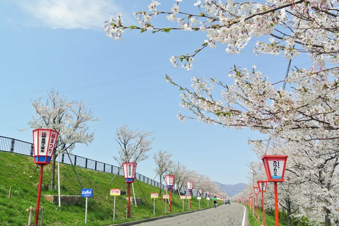 4/16現在見ごろ！日本さくら名所100選「大河津分水桜並木」／燕市