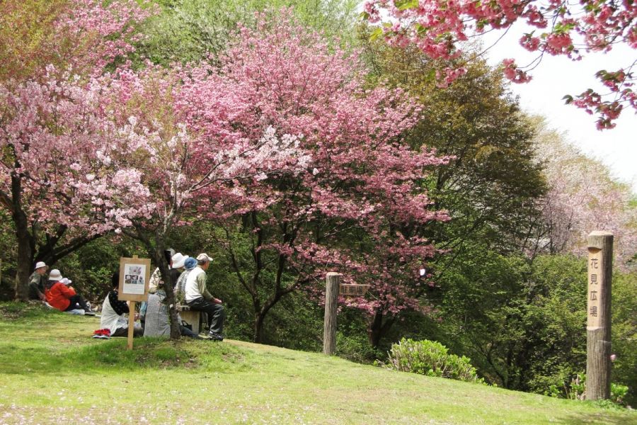 4/15現在5分咲き！国指定天然記念物「大峰山」＆「桜公園」／新発田市