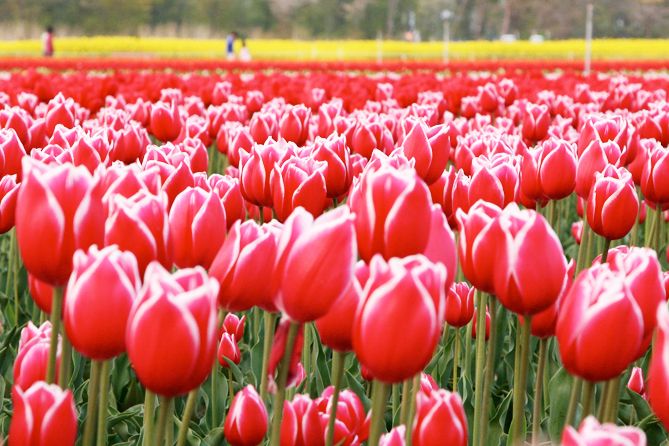 菜の花コラボが美しい！長池憩いの森公園のチューリップ！！／胎内市