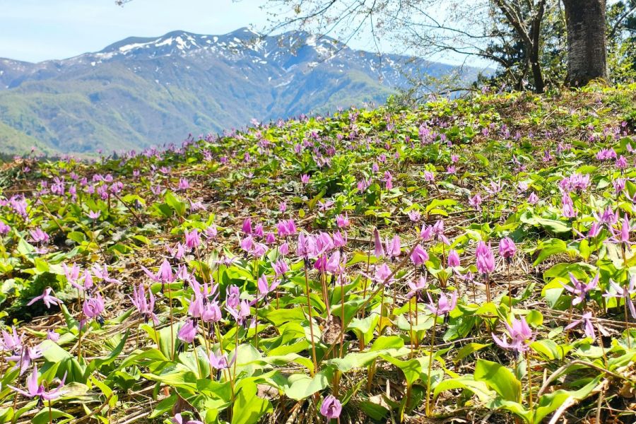カタクリの花咲く「北五百川の棚田」でおやつを食べながら春の散策を楽しんで！／三条市