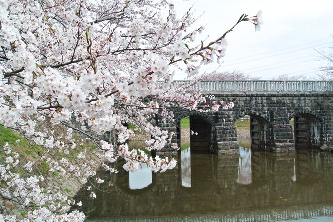 加治川堤桜、咲いてるよ。お土産はわくわくファームで新鮮農産物を／新発田市