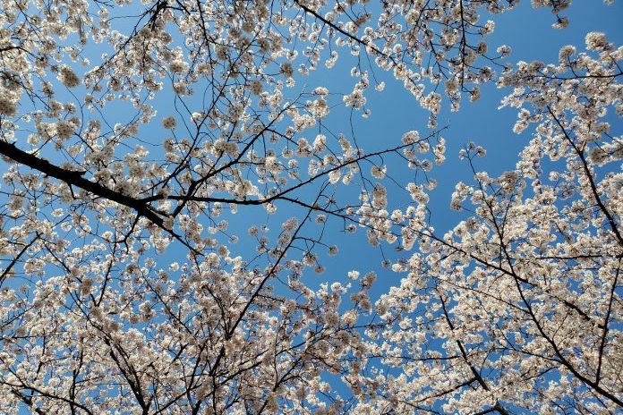 鳥屋野潟公園の桜、咲いてるよ／新潟市