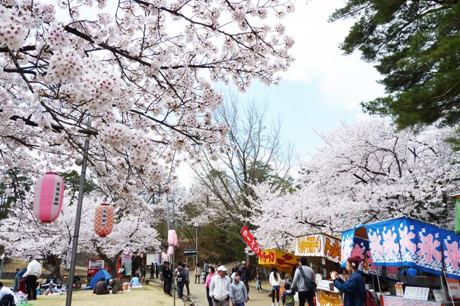 お山の千本桜 悠久山公園／長岡市