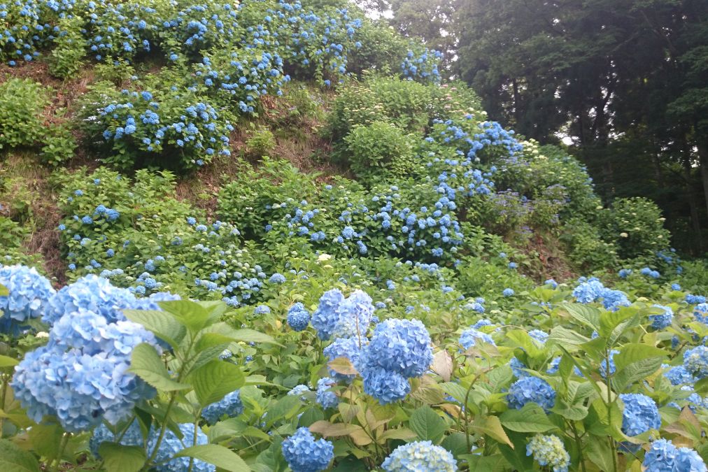 3万株の紫陽花がお出迎え！彩鮮やかな護摩堂山に登ろう／田上町