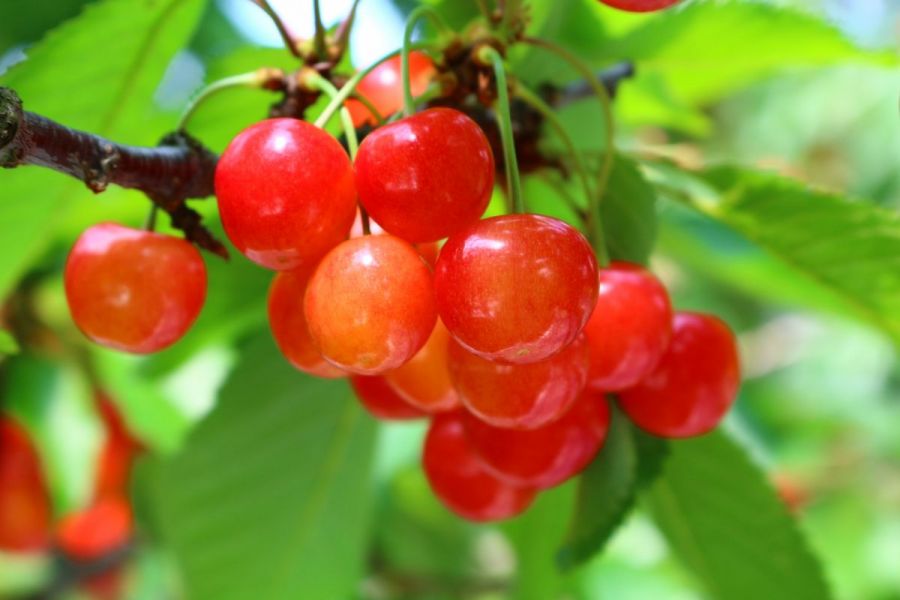 初夏の風物詩！久保田農園でさくらんぼ狩りしてみた／田上町