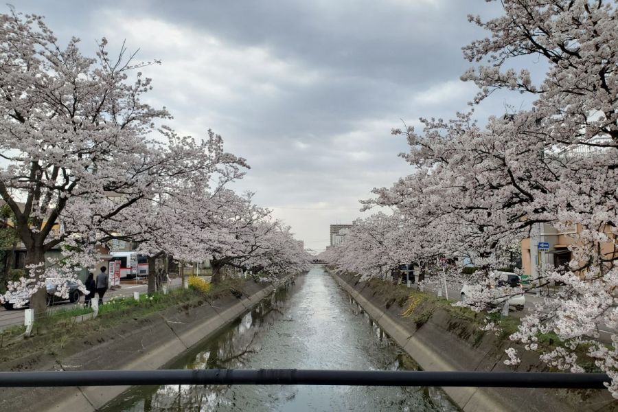 福島江の桜、咲いてるよ／長岡市