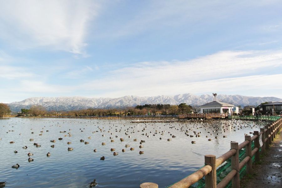 冬の風物詩！瓢湖（ひょうこ）で白鳥ウォッチング／阿賀野市