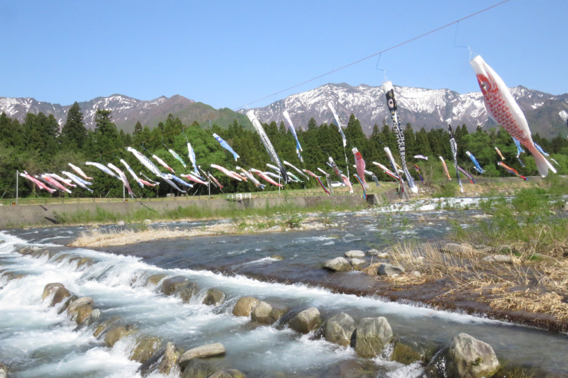 滝谷農村公園のこいのぼり元気に泳いでます！／南魚沼市