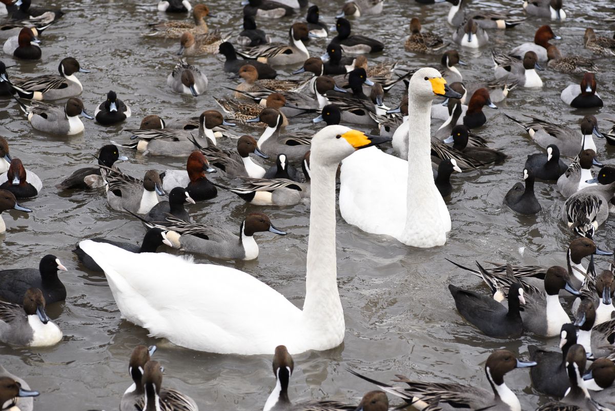 たびきち｜白鳥おじさんの鳥愛にキュン！鴨が多くて驚愕した瓢湖 | 【新潟フリーライター】渡辺まりこ