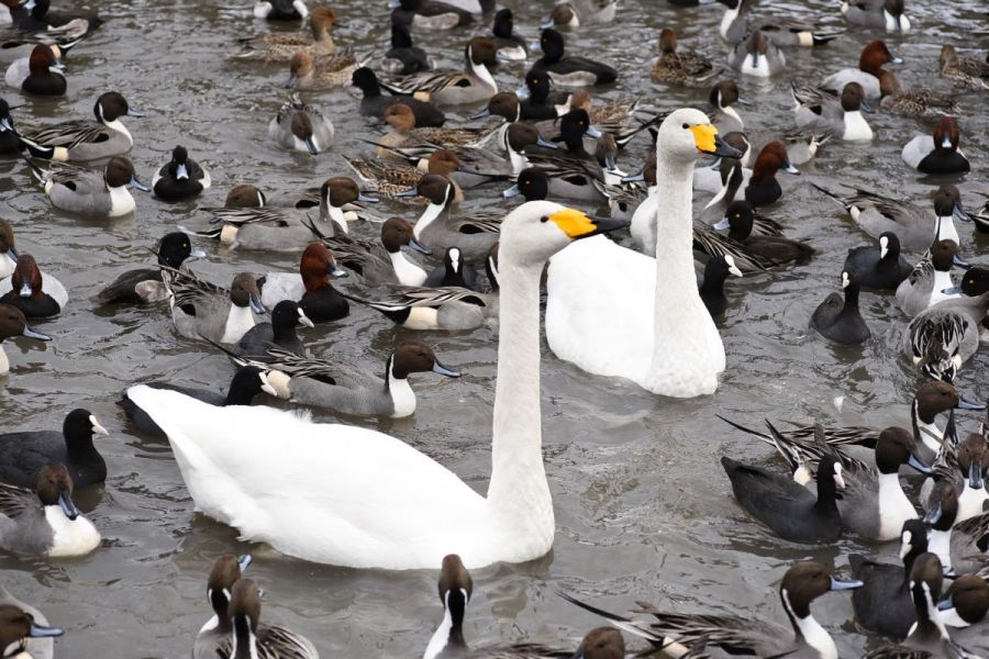 瓢湖水きん公園｜新潟の観光スポット｜【公式】新潟県のおすすめ観光 