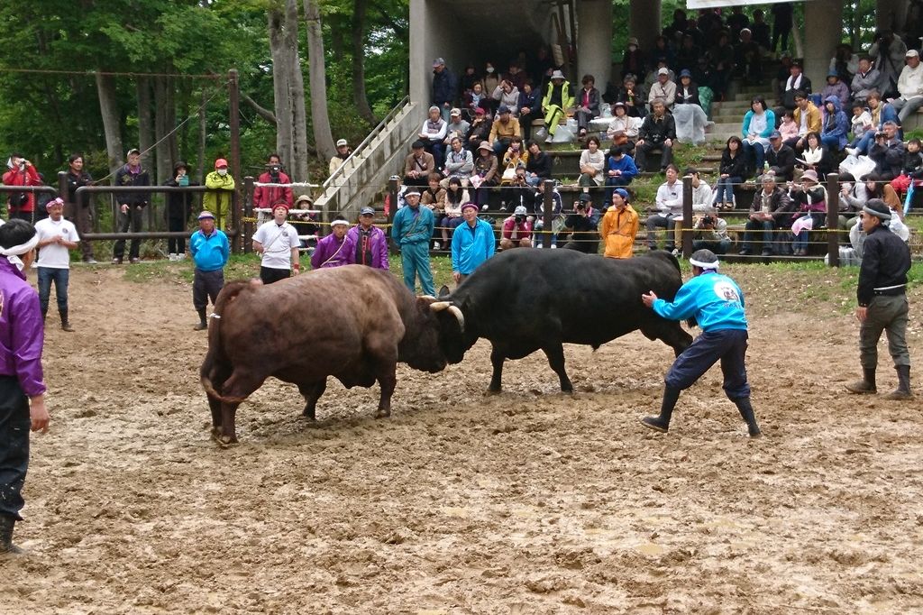 勇壮なぶつかり合い！「山古志闘牛大会」開催！／長岡市