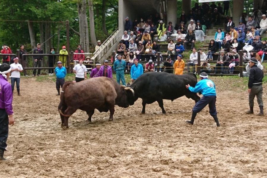 勇壮なぶつかり合い！「山古志闘牛大会」開催！／長岡市