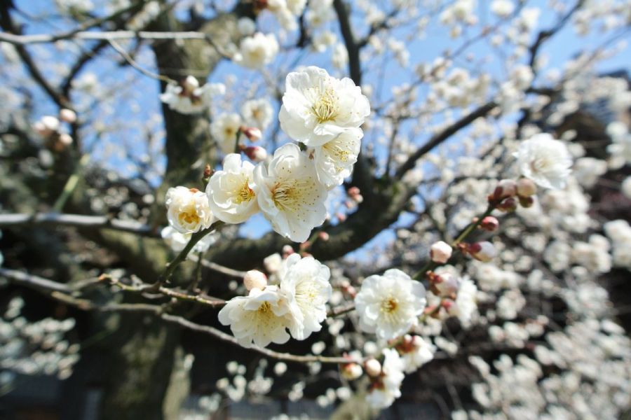 今年は早め！？蒲原神社の梅が咲いています／新潟市