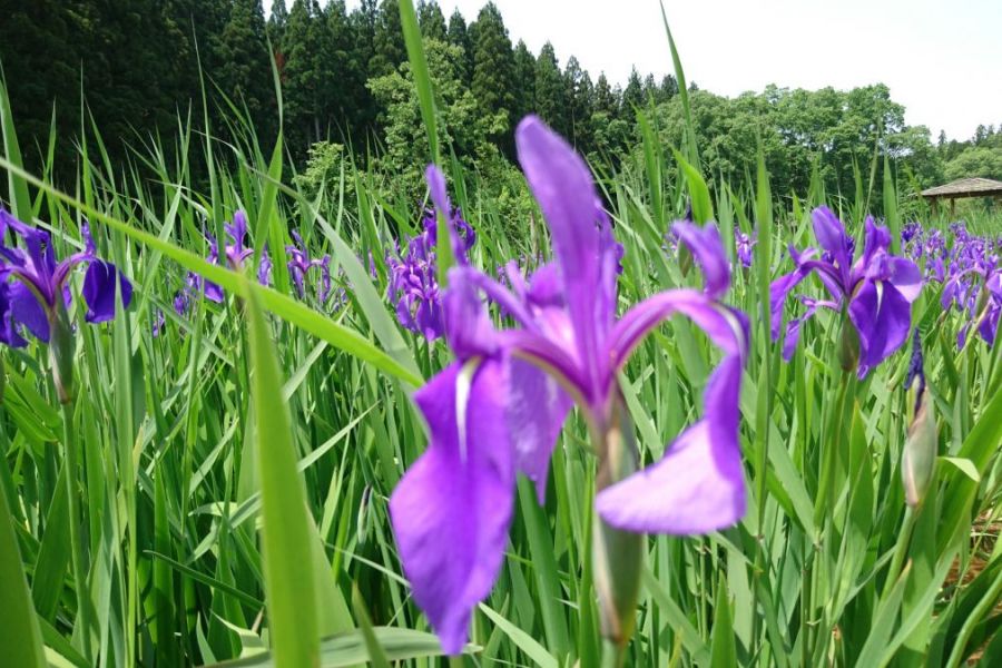 目指してます！日本一の『カキツバタ』…柏崎夢の森公園