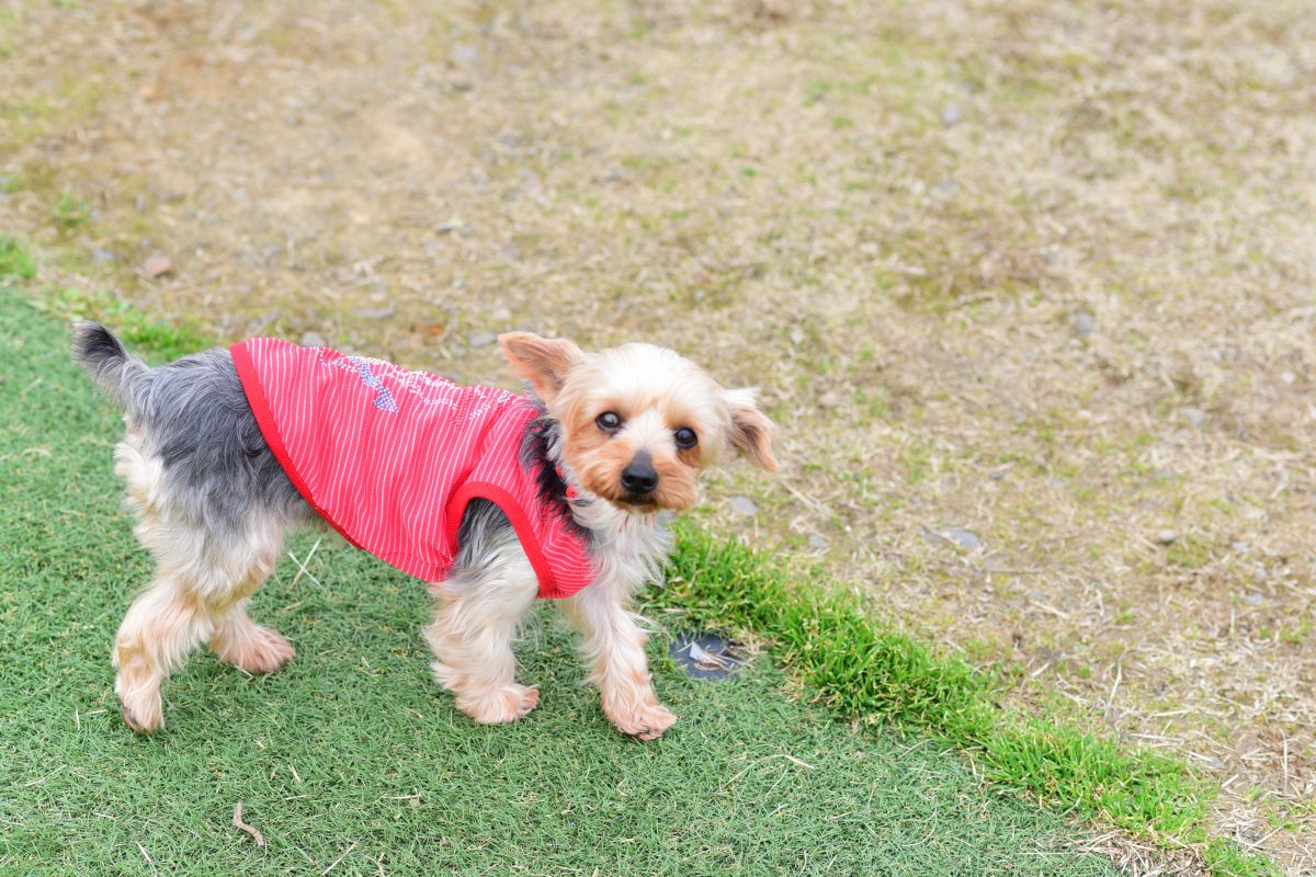 ドッグカフェ「月うさぎ」は愛犬家の楽園。看板ワンコたちに癒される／燕市