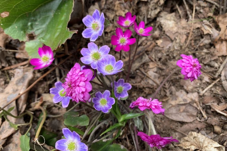 日本最大級の群生地！春の妖精雪割草に逢いに行く№２／長岡市