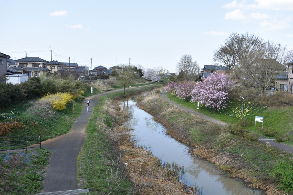 春の新津川散歩／新潟市