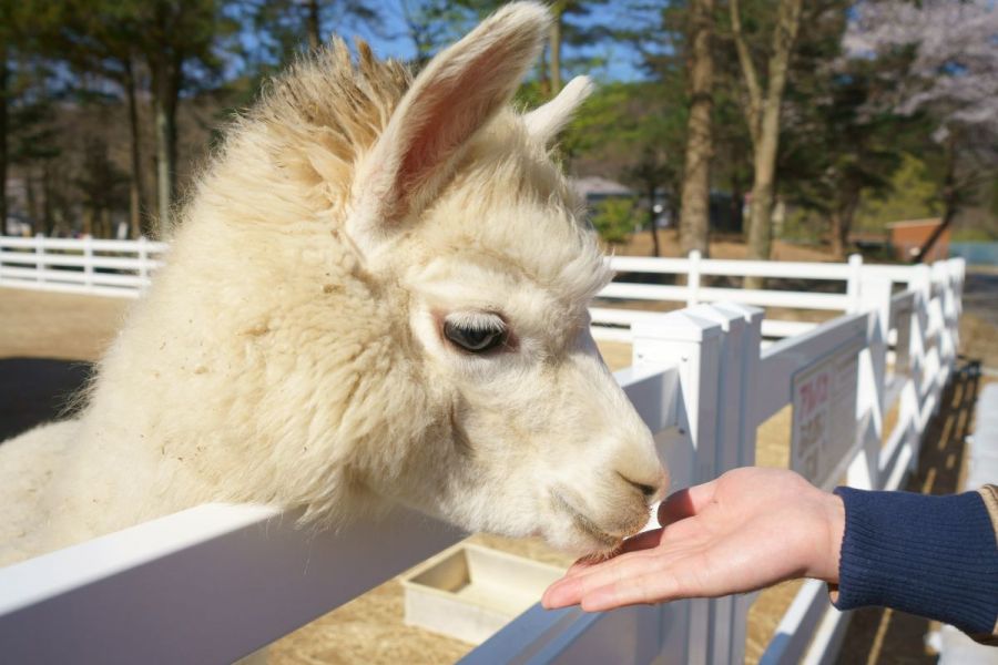 遊園地と動物園がミックスされたレジャースポット！リニューアルした樽ケ橋遊園に子連れで行ってみた／胎内市