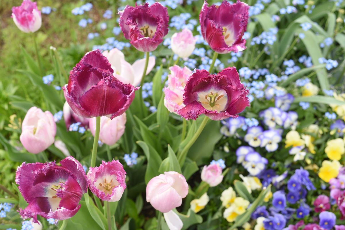 「ここはイギリス!?」と見紛う華やかさ。みつけイングリッシュガーデンで3万本の花たちに包まれる／見附市