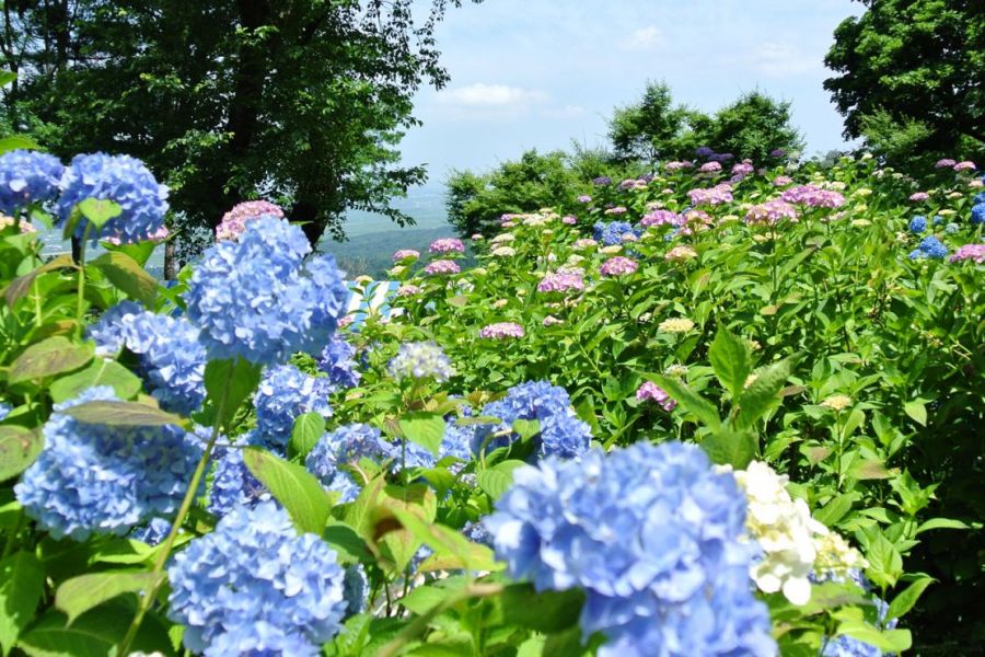 約3万株の花が咲き誇る！護摩堂山のあじさい園／田上町