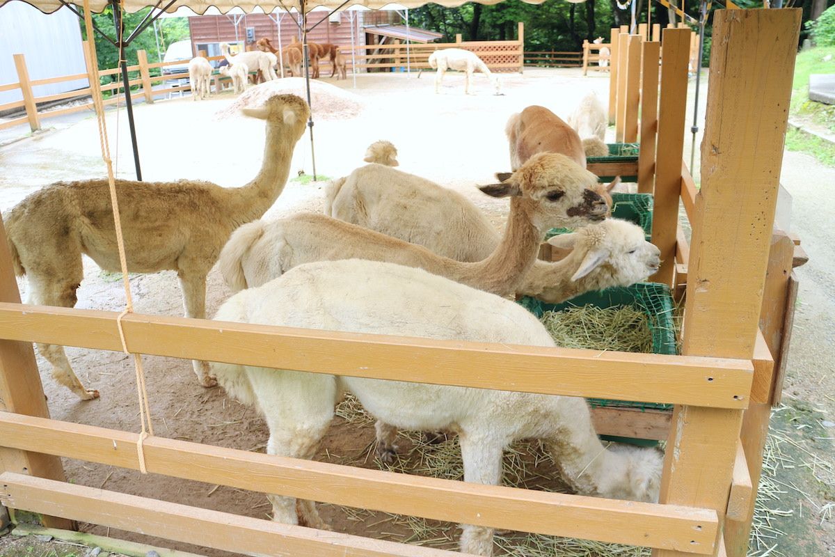 子連れにおすすめ「山古志アルパカ牧場」に家族で行ってきました！／長岡市