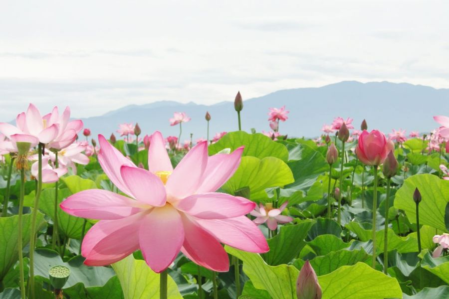 初夏の風物詩！福島潟のハスとオニバスが咲いています／新潟市
