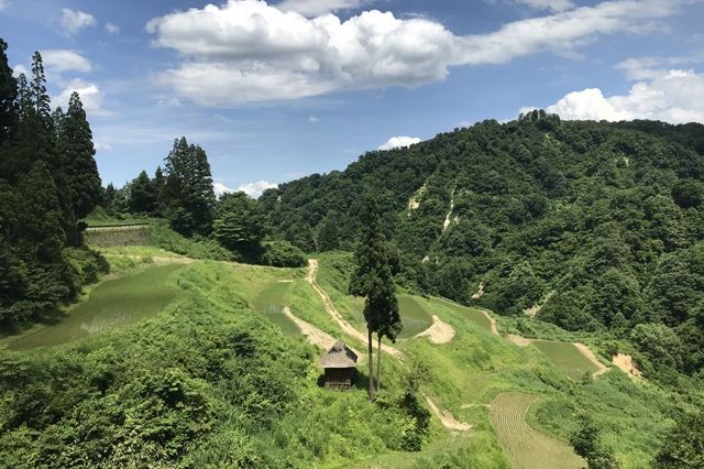 十日町市でのんびり棚田巡りとグルメ