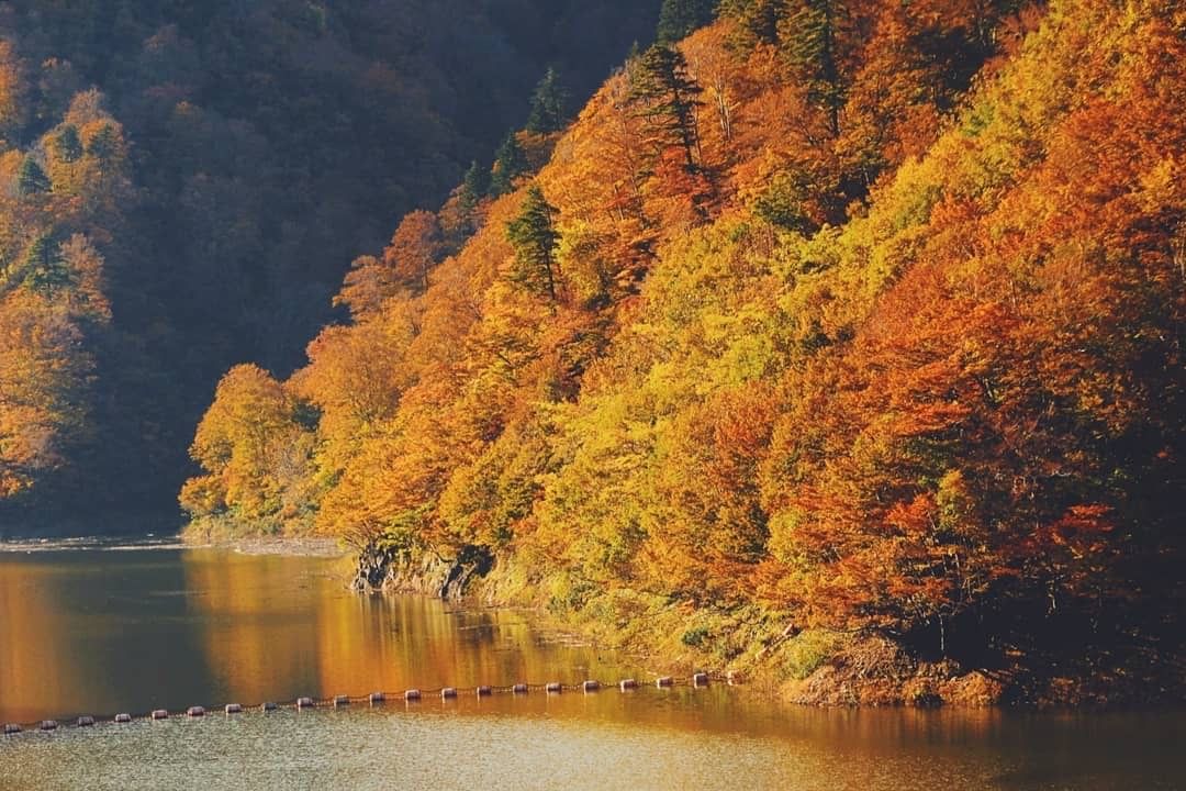 日本紅葉の名所100選 奥只見湖 の紅葉は色づきはじめ 魚沼市 新潟県観光協会公式ブログ たびきち 公式 新潟県のおすすめ観光 旅行情報 にいがた観光ナビ