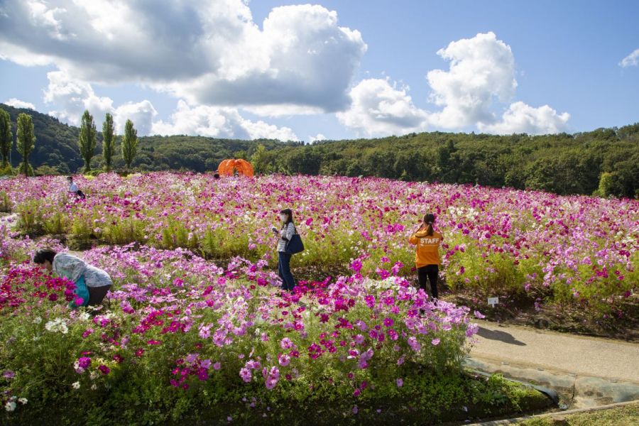 四季を通して魅力たっぷり！国営越後丘陵公園を訪ねて花と緑を楽しむ／長岡市