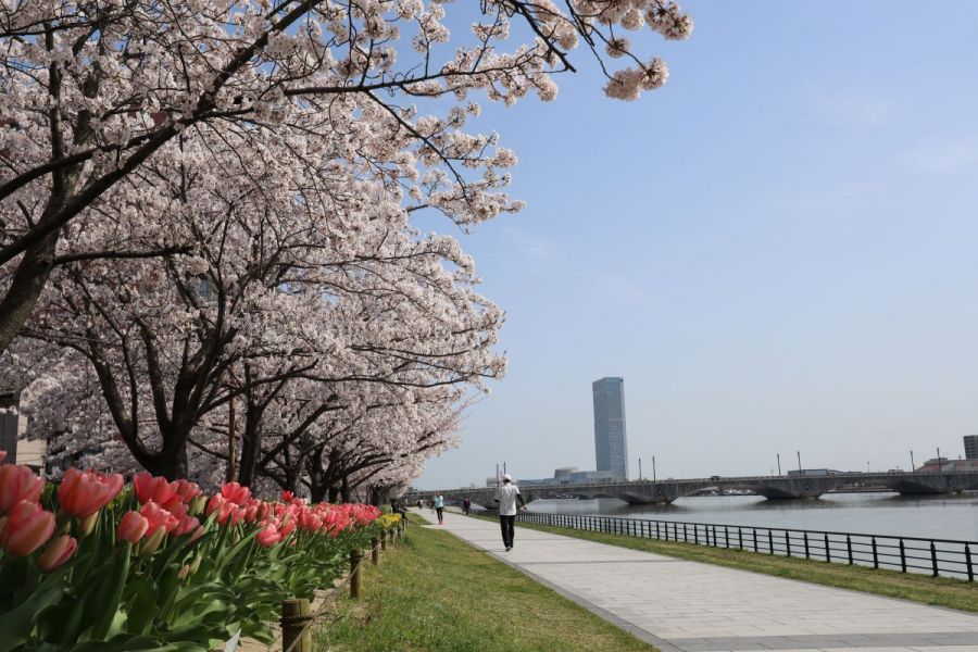 信濃川やすらぎ堤で「ウォーキングお花見」を楽しもう！／新潟市