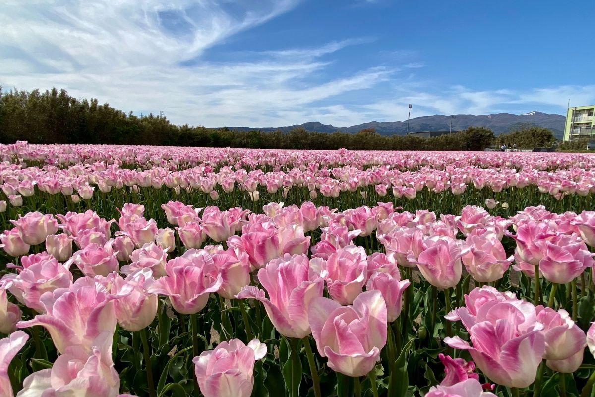 春爛漫 花ざかりの佐渡へいらっしゃい！花の達人たちに聞いた見ごろ見どころおすすめスポット／佐渡市