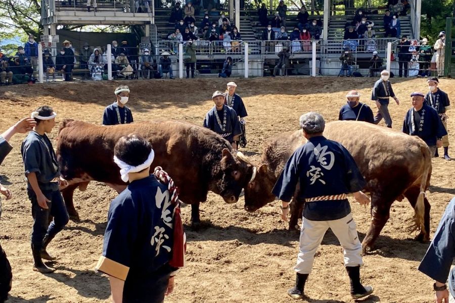 東山の自然と人々の愛情が育んだ「小千谷 牛の角突き」“推し牛”“推し勢子(せこ)”が見つかるとさらに楽しい♪／小千谷市