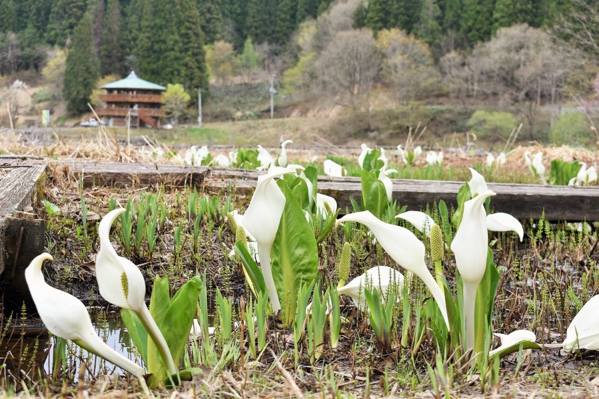 ようやく解禁！今シーズン開園初日のたきがしら湿原と大尾不動滝／阿賀町