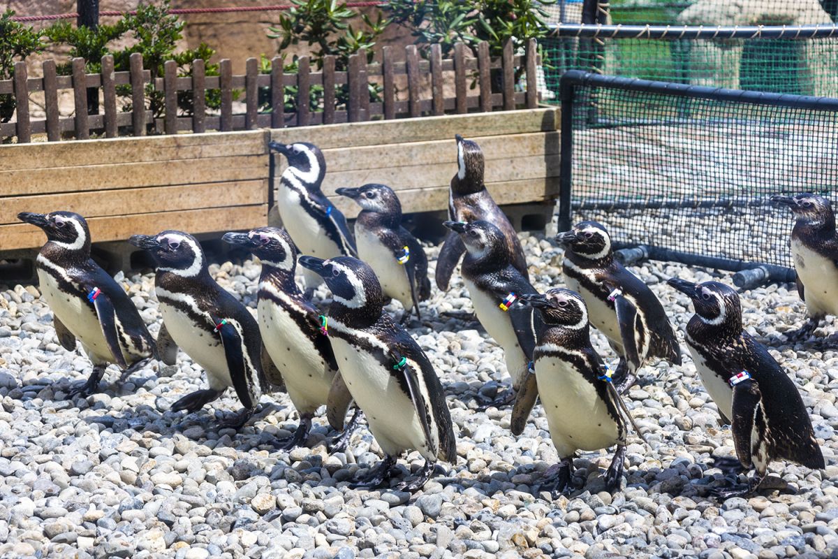 マゼランペンギンの飼育数日本一！水族館「うみがたり」で海の生きものたちを楽しもう！／上越市