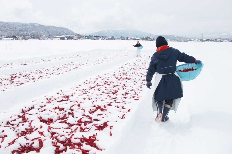 冬の風物詩！醗酵調味料「かんずり」の雪さらしを見てきた／妙高市