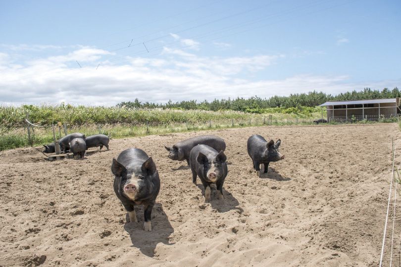 新潟ガストロノミー　おいしさの裏側を求めて③――佐渡島豚による循環型経済モデルで島の活性化を「ラ・プラージュ」／佐渡市