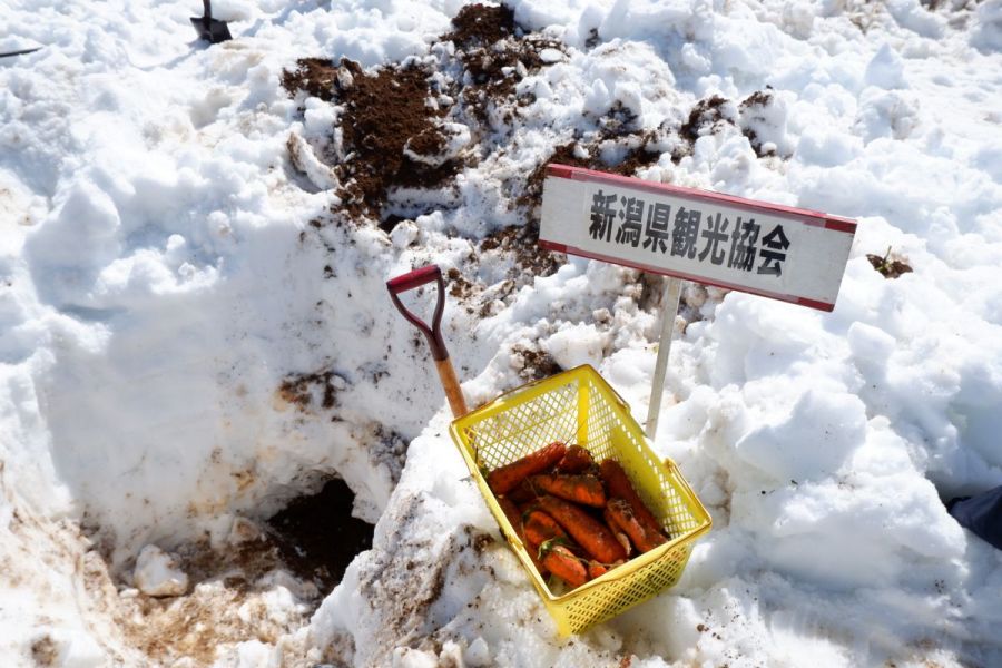 雪下にんじん掘り競争2023に参加してきました！／津南町